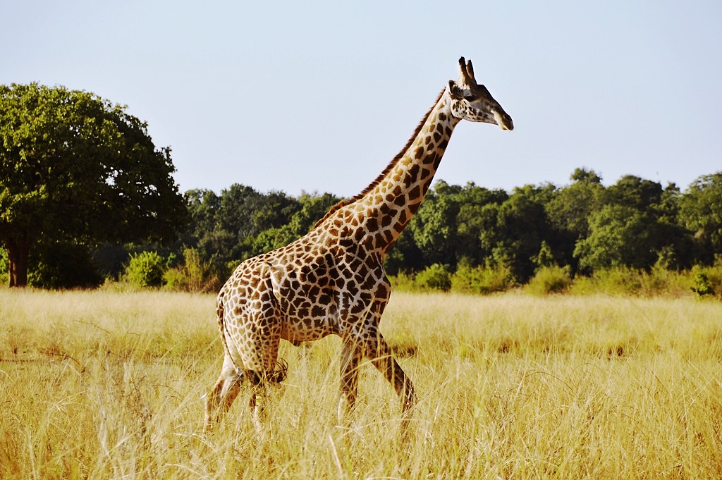 Safari Afrikan Sambiassa | Kirahvi savannilla.