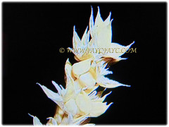 Beautiful creamy flowers of Oncosperma tigillarium (Nibung Palm, Nibong Palm, Nibung, Nibong), 7 Oct 2017