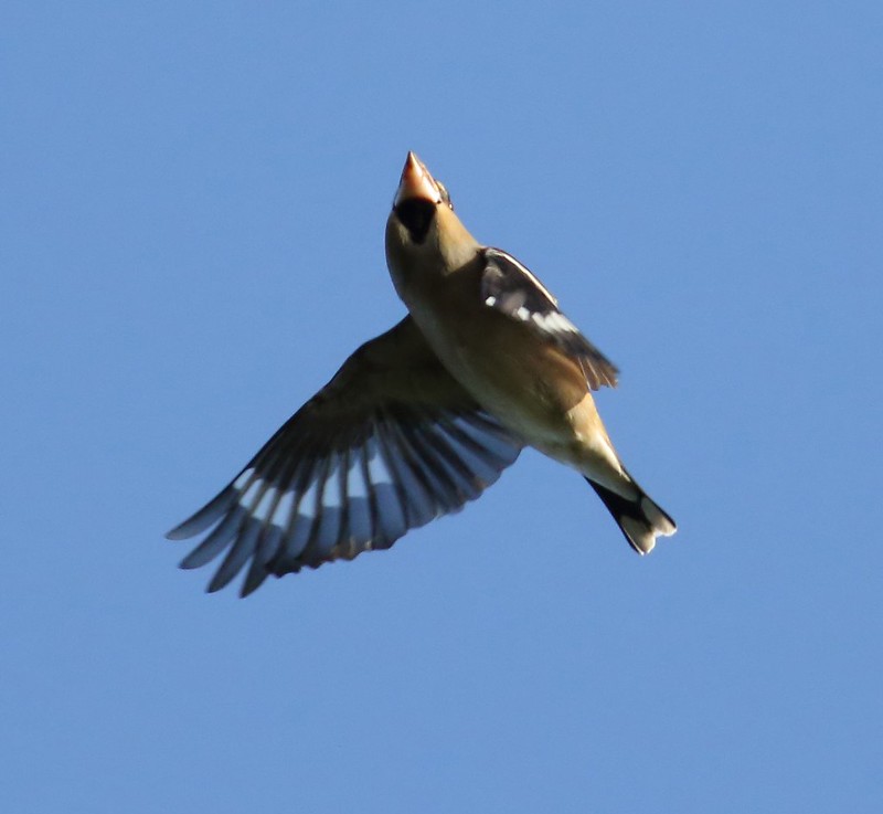 Hawfinch during #vizmig watch at Hawkesbury Meadow, Sandy, Bedfordshire