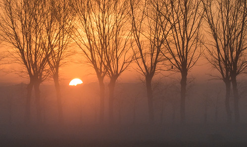 middendelfland bird dawn orange smileonsaturday sunrise tree vividorange nederlandvandaag