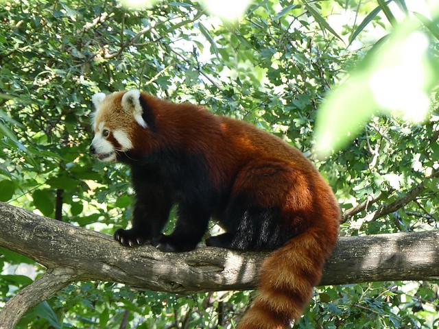 Roter Panda, Schönbrunn
