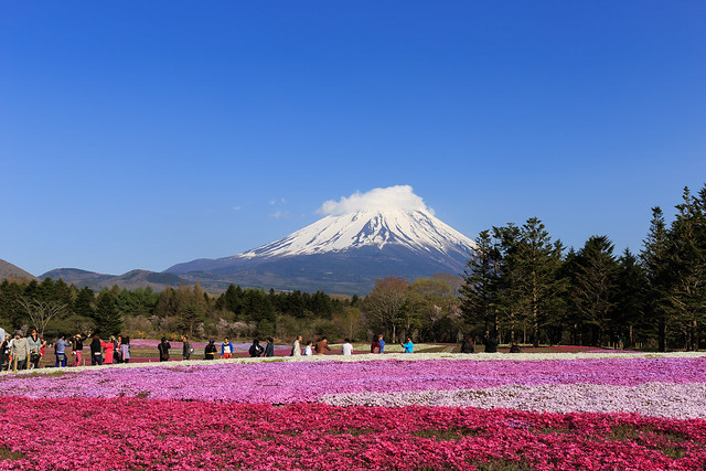 富士と芝桜