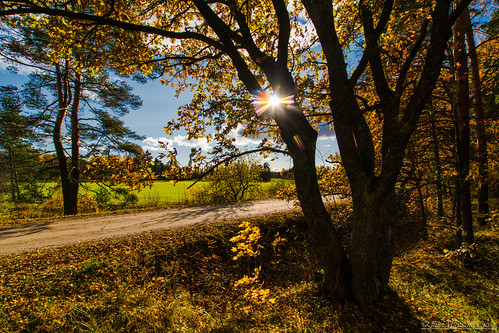 autumn nature outdoor trees leaves foliage colours blue yellow green field sunlight landscape tuorla suomi suomi100 finland finland100 sal1118