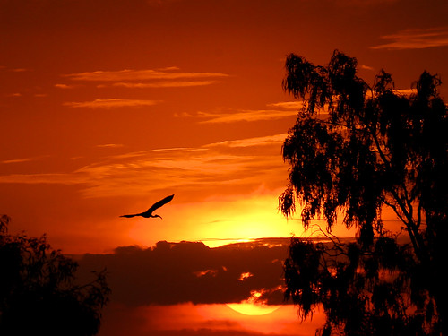 hadeda ibis sun sunset tramonto sole southafrica tree clouds spring