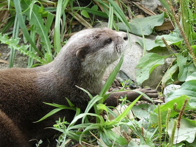 Otter, Tiergarten Schönbrunn