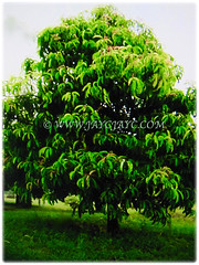 Dioecious tree of Garcinia atroviridis (Malabar Tamarind, Asam Gelugur/Keping in Malay) with drooping branches, 27 Sept 2017