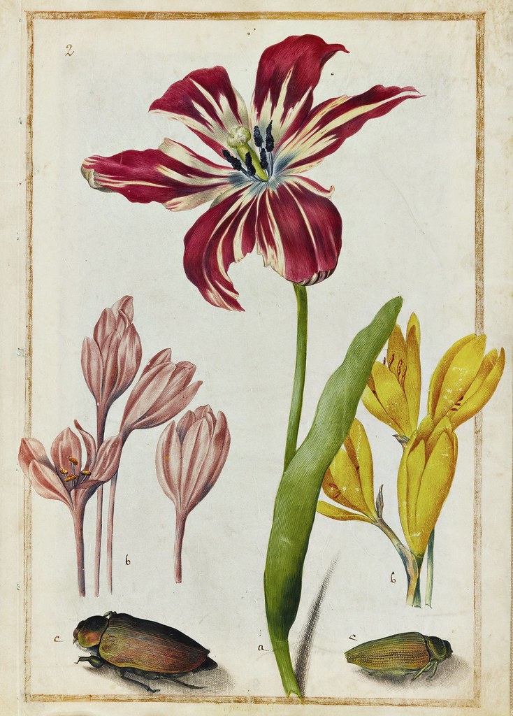 Maria Sibylla Merian - Study of a Tulip, two Crocuses and two insects