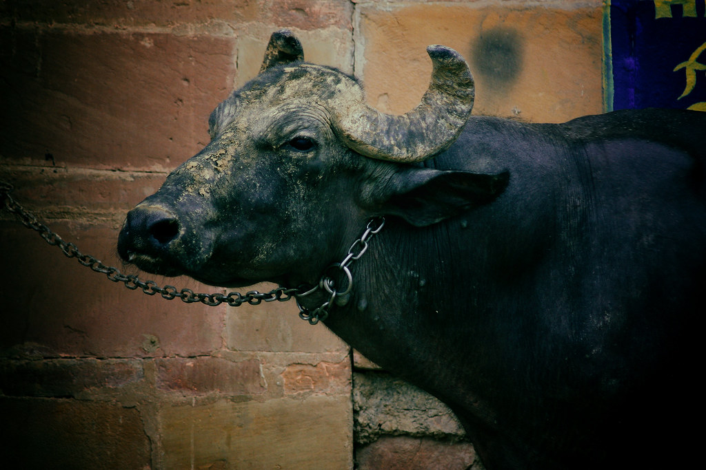 Portrait Of A Varanasi Cow