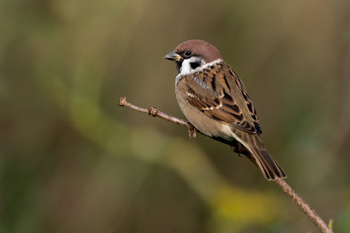 passermontanus sparrow tree perched staffordshire belvide westmidlandbirdclub andyholt wildlife nature bokeh