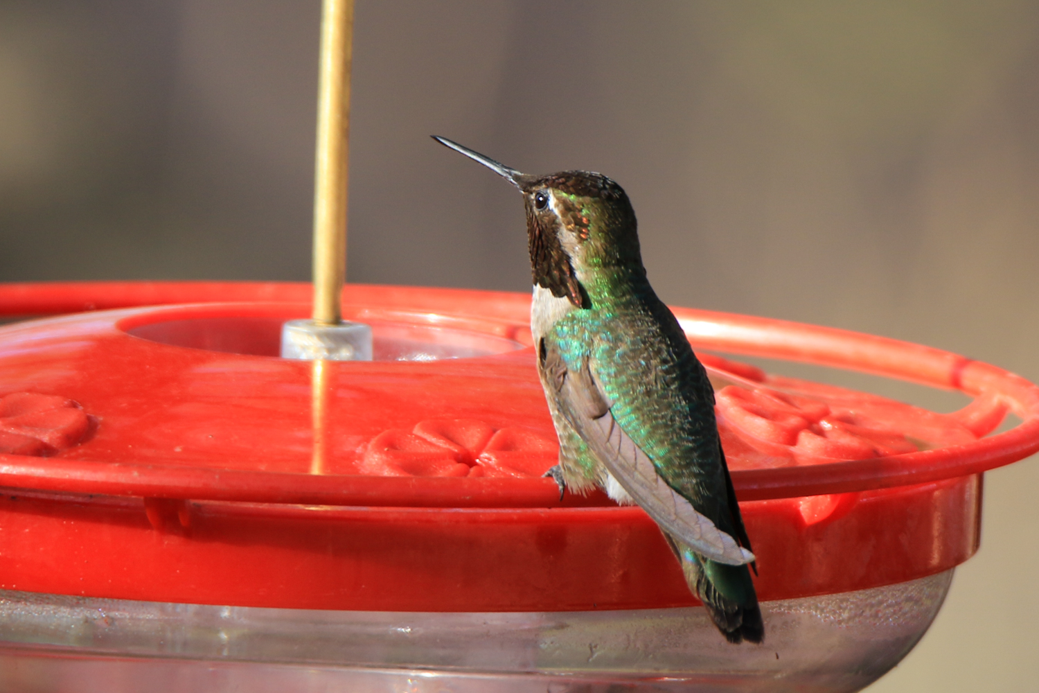 Anna's Hummingbird (male) 2
