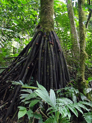 Strange tree with multiple roots(?) along the jungle trail of Hanging Bridges near Arenal Volcano in Costa Rica
