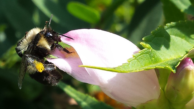 bumblebee with a small yellow pollen basket, holding on to a light-pink flower with a leg up near its eyes, viewed from the side