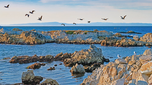 pacificgrove montereypeninsula california ca united states usa oceanviewblvd sea rocks coastline shoreline seaside waves birds