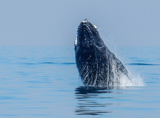 Hervey Bay, danza de ballenas - AUSTRALIA POR LIBRE: EL PAÍS DEL FIN DEL MUNDO (23)