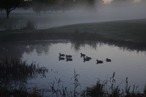 ducks wildlife water birds nature fall autumn lockportny niagaracountyny nikond5200