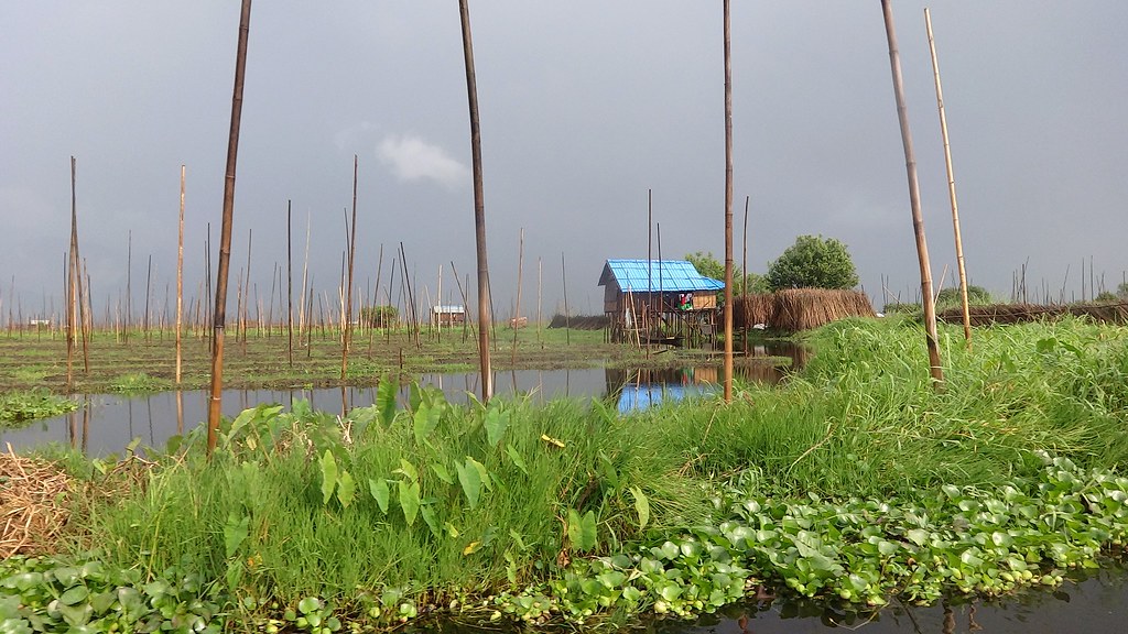 Floating gardens on Inle Lake, Myanmar
