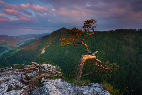 kroscienkonaddunajcem malopolskie poland pieniny kroscienko sokolica summit tree lone pine river valley dunajec sunset slovakia