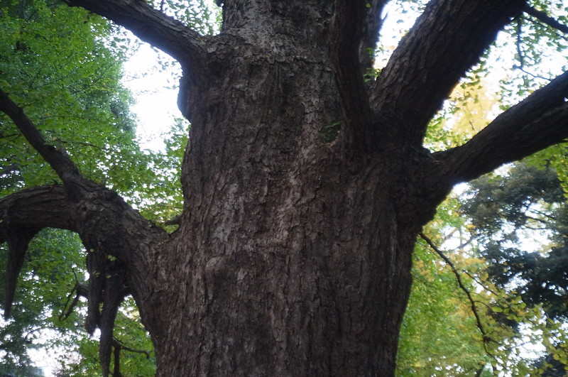 雑司ヶ谷鬼子母神境内の樹木の幹