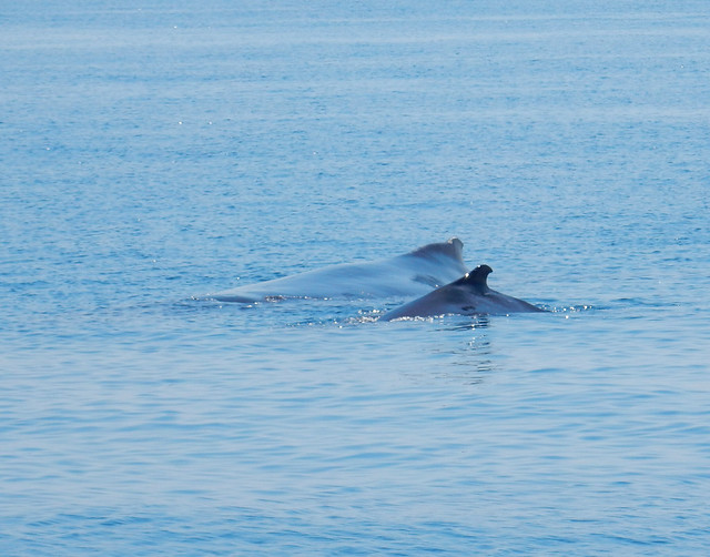 Hervey Bay, danza de ballenas - AUSTRALIA POR LIBRE: EL PAÍS DEL FIN DEL MUNDO (18)