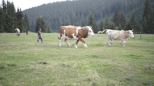 romania_cows_milking