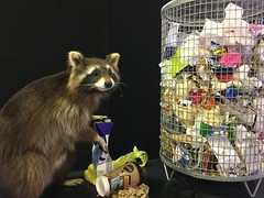 Raccoon in 'Parasite' Display