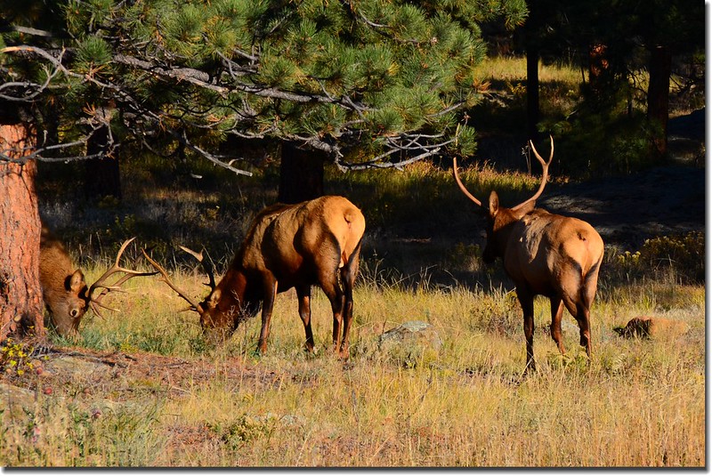 Elk at Rocky Mountain National Park (2)