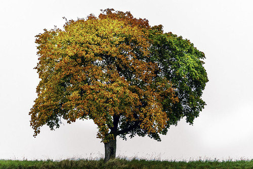 tree träd höst color nikond600 nocrop nohdr ngs landscape skanecounty sweden grass beautiful autumn färg