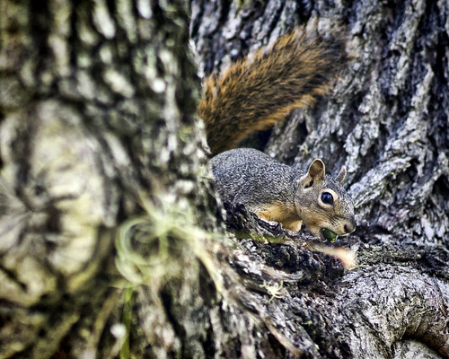 victoria texas college squirrel tree nut