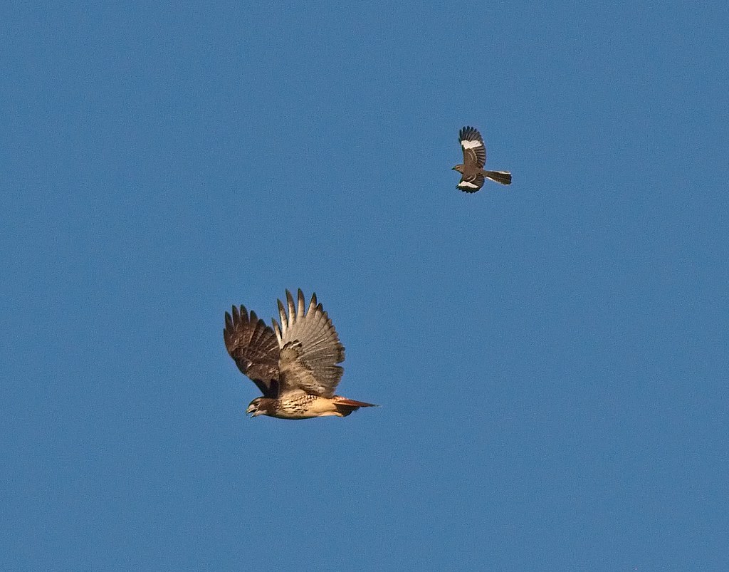 Mockingbird chasing red-tail