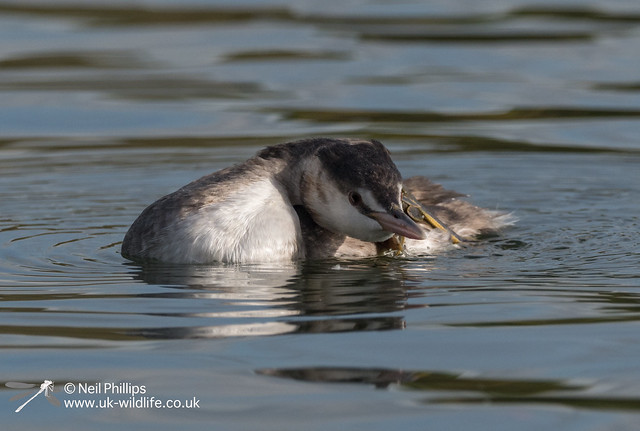 Great crested grebe-13