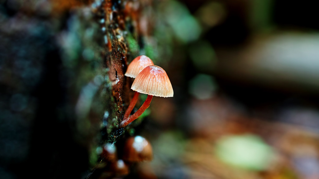 a pair of mushrooms