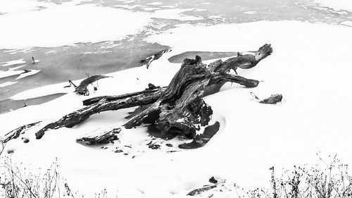 black white december 2013 illinois turtlehead lake winter snow