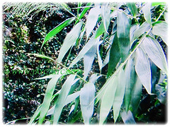 40cm long and 3.7cm wide leaf blades of Thysanolaena latifolia (Bamboo Grass, Tiger Grass, Asian Broom Grass, Rumput Buloh/ Teberau in Malay), 4 Oct 2017