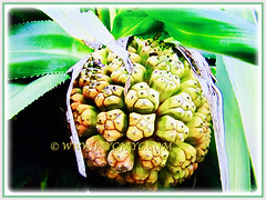 Beautiful pineapple-like edible furit heads of Pandanus tectorius (Tahitian Screwpine, Thatch/Textile Screwpine, Tourist Pineapple, Hala, Screw Pine, Mengkuang Laut/Duri in Malay), 12 Oct 2017