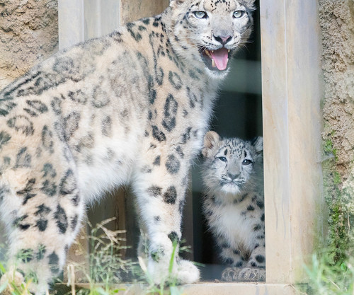 ユキヒョウの赤ちゃん】「フク」さんが放飼場デビュー@多摩動物公園