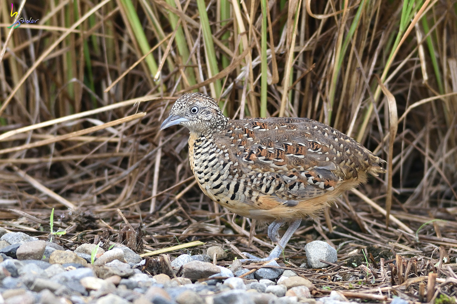 Barred_Buttonquail_3537
