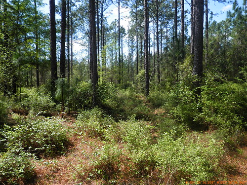 forestservice forestlegacyprogram gophertortoise georgia
