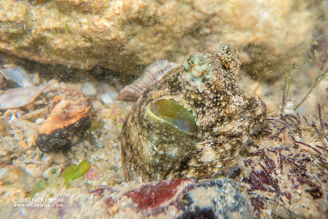 Reef octopus (Octopodidae) - DSC_6539