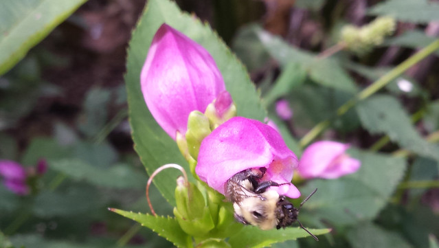 bumblebee that is almost all the way out of a dark-pink flower, viewing almost straight into the flower's opening