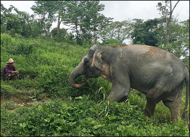 Visiting The Phuket Elephant Sanctuary | The Phuket Blog