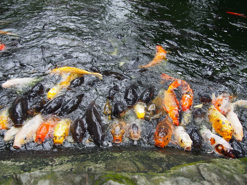 愛宕神社の鯉