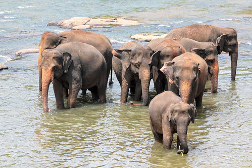 arturonahum elephant pinnawala srilanka animal river