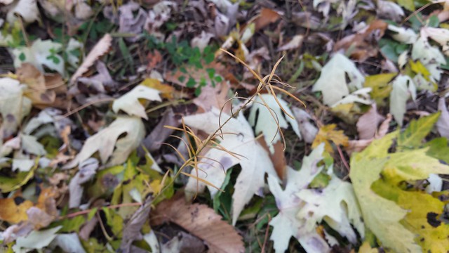 narrow stem with narrow yellow leaves, hard to distinguish against a backdrop of maple leaves on the ground