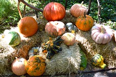 Many Types of Pumpkins in the Children's Garden at New York Botanical Garden
