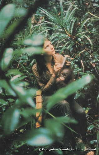 Young Dr.Galdikas Following wild orangutan with orphan