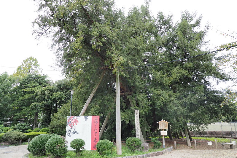 名古屋城正門前の必勝かやの木