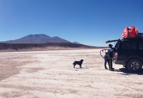 southamerica travelphotography travel saltflat dog