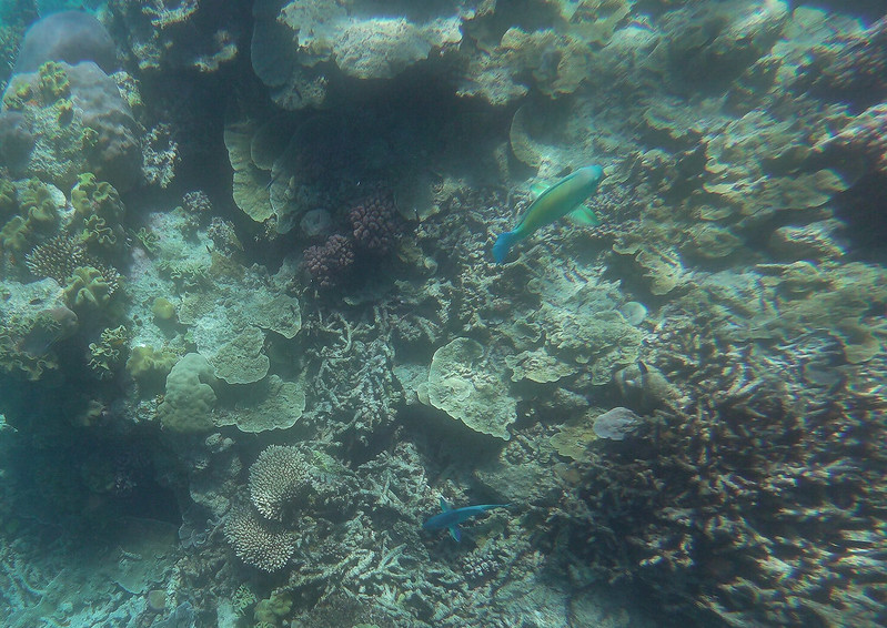 La Gran Barrera de Coral - AUSTRALIA POR LIBRE: EL PAÍS DEL FIN DEL MUNDO (13)