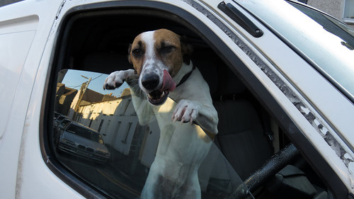 Eager to meet you, a dog in a car window in Galway, Ireland