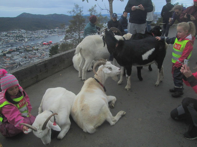 Goats in Bergen